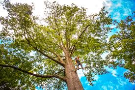 Best Tree Risk Assessment  in Dunkirk, NY