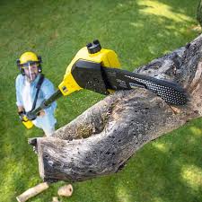 Best Pest Control for Lawns  in Dunkirk, NY