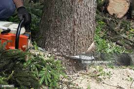 Best Tree Removal  in Dunkirk, NY