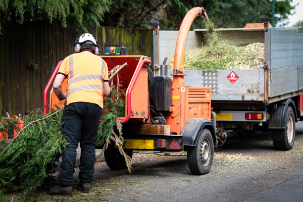 Best Leaf Removal  in Dunkirk, NY