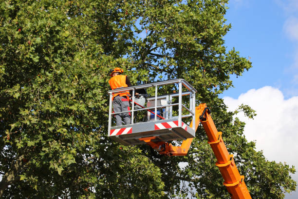 Best Tree Disease Treatment  in Dunkirk, NY