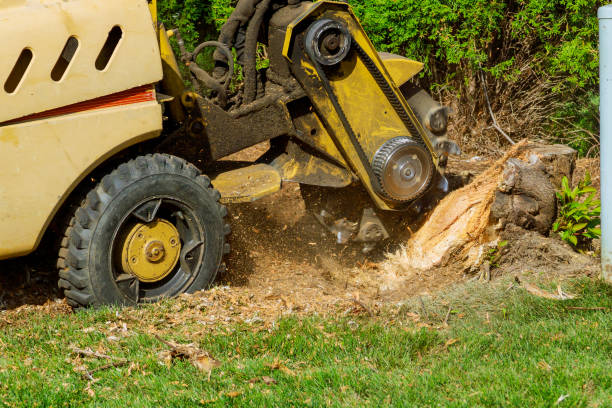 Best Lawn Maintenance Plans  in Dunkirk, NY