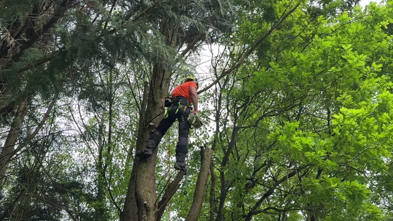 Best Arborist Consultation Services  in Dunkirk, NY