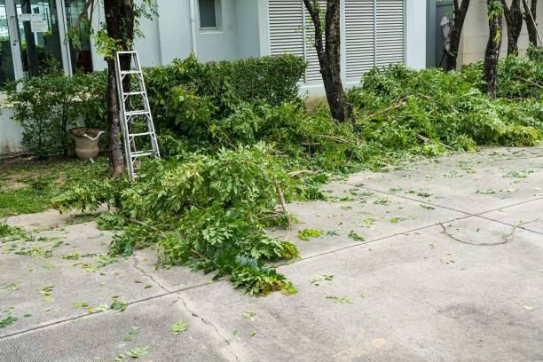 Reliable Dunkirk, NY Tree Services Solutions