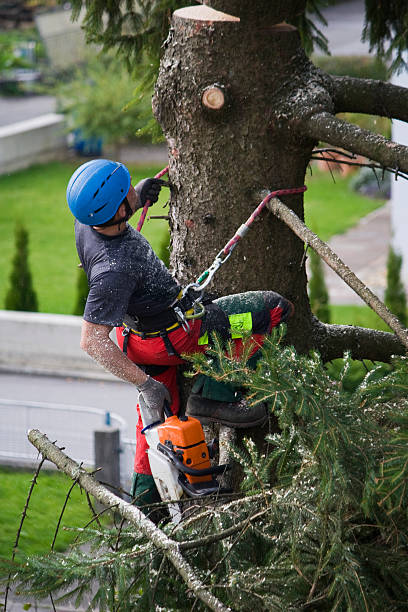 Best Tree Cabling and Bracing  in Dunkirk, NY