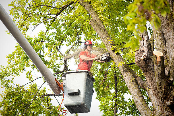 How Our Tree Care Process Works  in  Dunkirk, NY