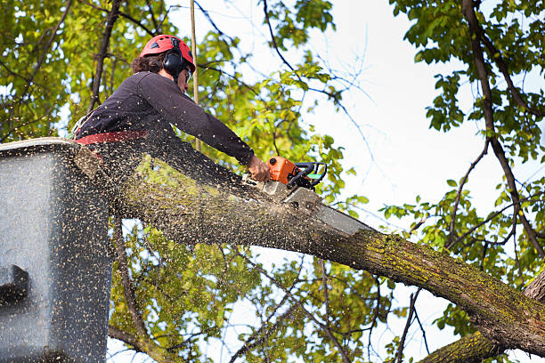 Best Tree Trimming and Pruning  in Dunkirk, NY