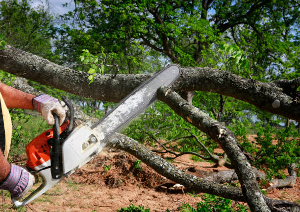 Best Tree Health Inspection  in Dunkirk, NY