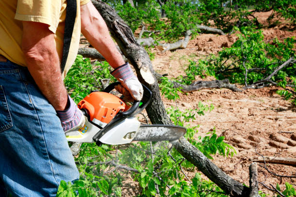  Dunkirk, NY Tree Services Pros