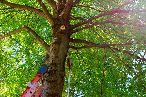 Tree and Shrub Care in Dunkirk, NY